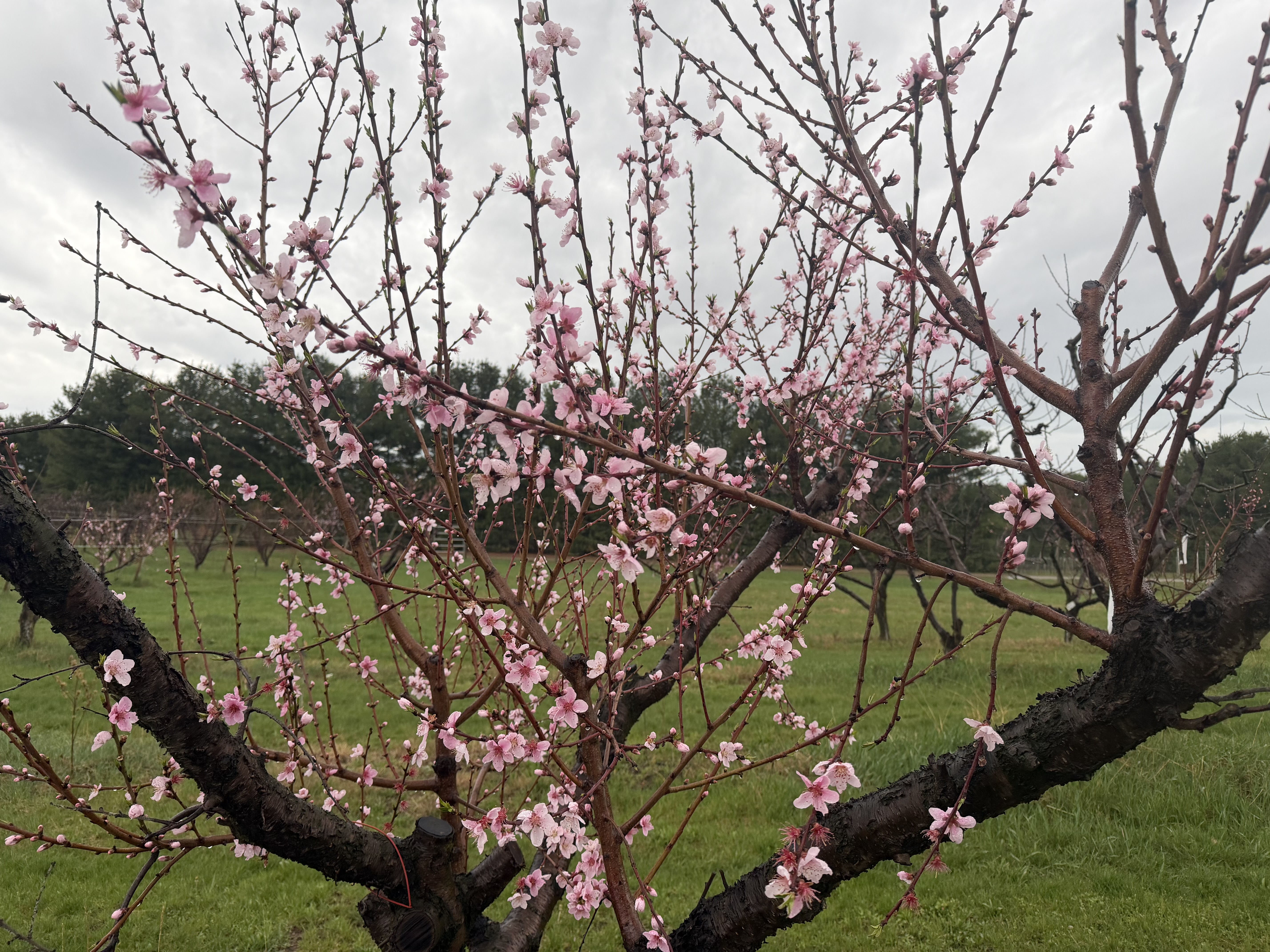 Pink flowers blooming on an Early Star peach tree.
